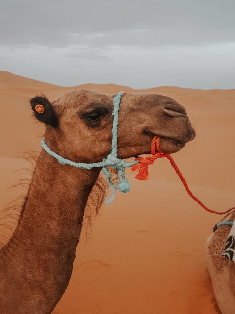 camel