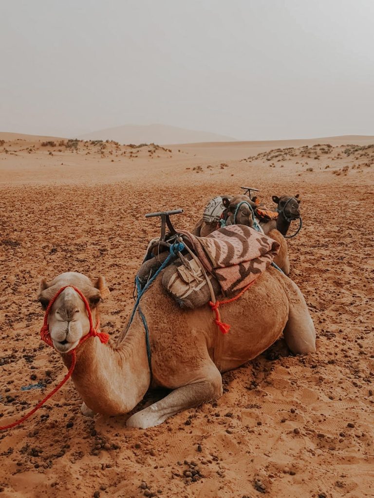 camels