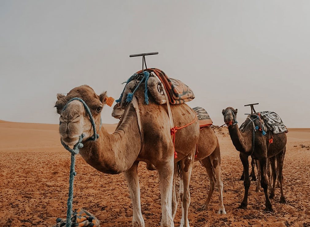standing-camels-morocco