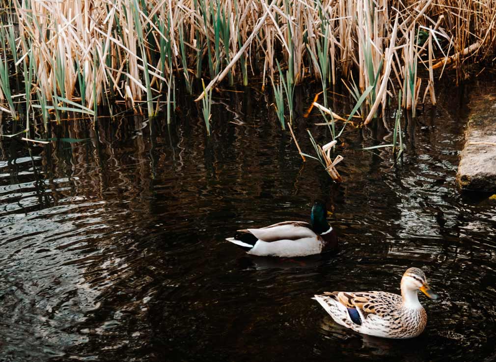 Ducks swimming in the lake in Vondelpark
