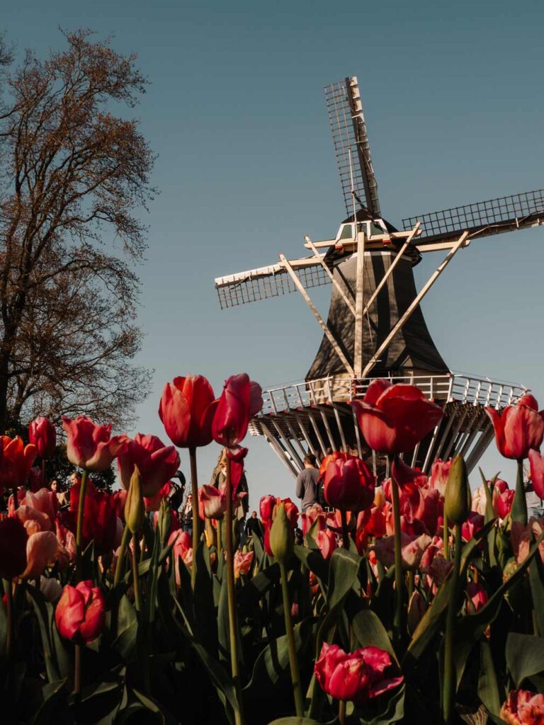 A photo of the Keukenhof Windmill during spring. The photo was taken as I was kneeling low down on the floor so rows of beautiufl pink tulips hide the many tourists in front of the windmill.