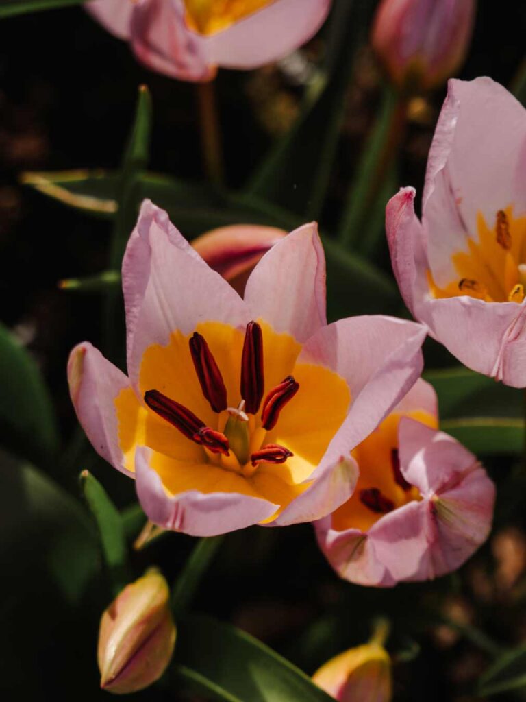 A beautiful pink and yellow tulip on display in Keukenhof Tulip Gardens