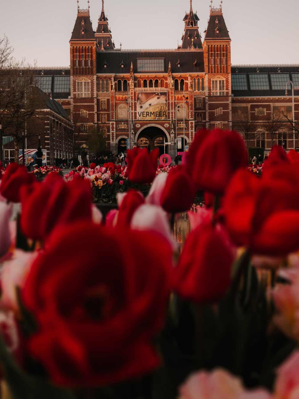 Red flowers in front of the Rijksmuseum in Amsterdam 