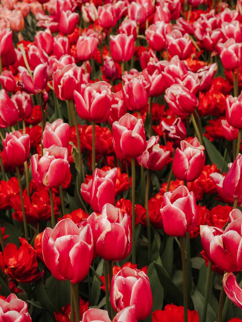 Pink and white tulips on display in the Netherlands.