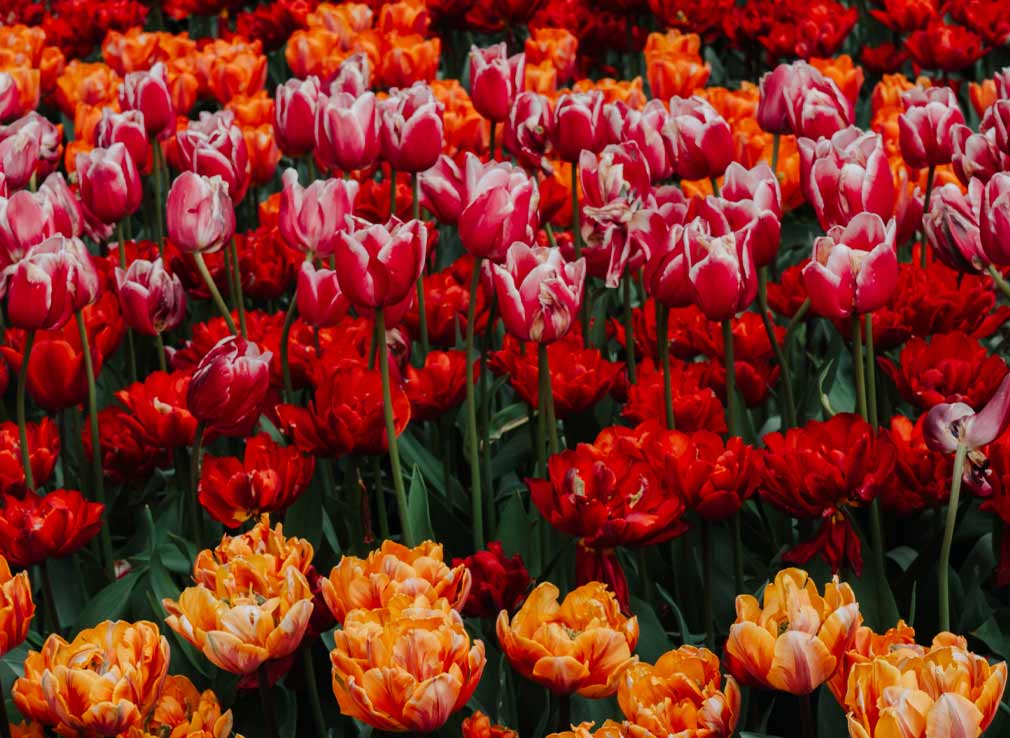 Rows of multicoloured tulips in different varieties.